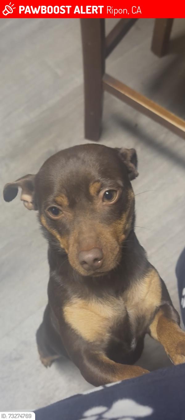 Lost Female Dog last seen Milgeo Ave/Sunrise Ave, Ripon, CA 95366