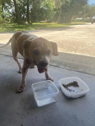 Found/Stray Unknown Dog last seen Knights station and Gardner Rd., Lakeland, FL 33810