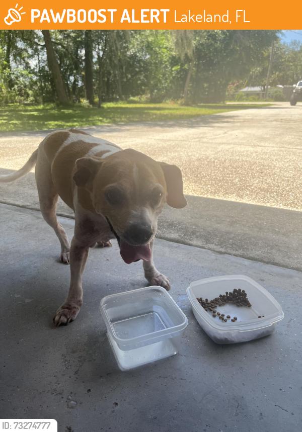 Found/Stray Unknown Dog last seen Knights station and Gardner Rd., Lakeland, FL 33810