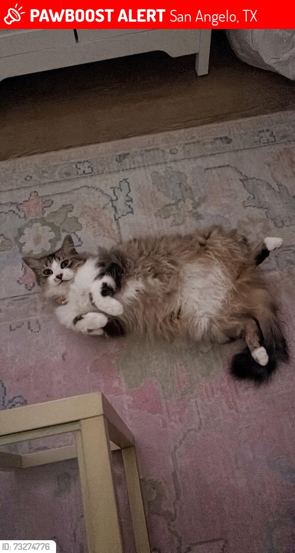 Lost Female Cat last seen In Creek 27 apmts, San Angelo, TX 76901