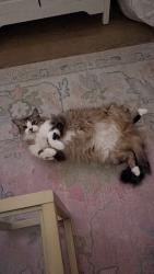 Lost Female Cat last seen In Creek 27 apmts, San Angelo, TX 76901