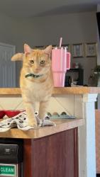 Lost Male Cat last seen Trails of Fossil Creek neighborhood, Fort Worth, TX 76131