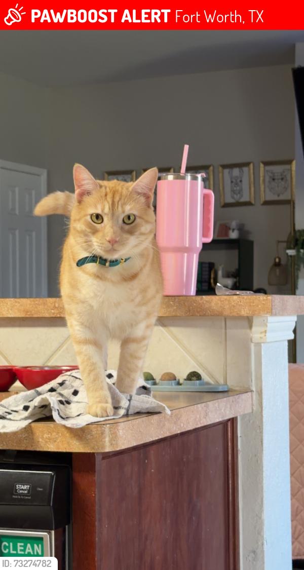 Lost Male Cat last seen Trails of Fossil Creek neighborhood, Fort Worth, TX 76131