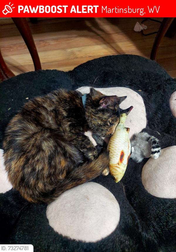 Lost Female Cat last seen King st and Winchester Ave, Martinsburg, WV 25401