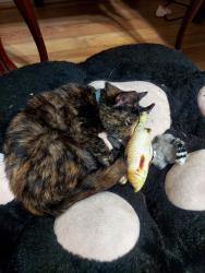 Lost Female Cat last seen King st and Winchester Ave, Martinsburg, WV 25401