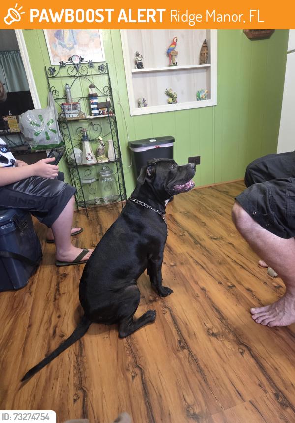 Found/Stray Unknown Dog last seen Ridge manor, Ridge Manor, FL 33523