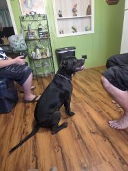 Found/Stray Unknown Dog last seen Ridge manor, Ridge Manor, FL 33523