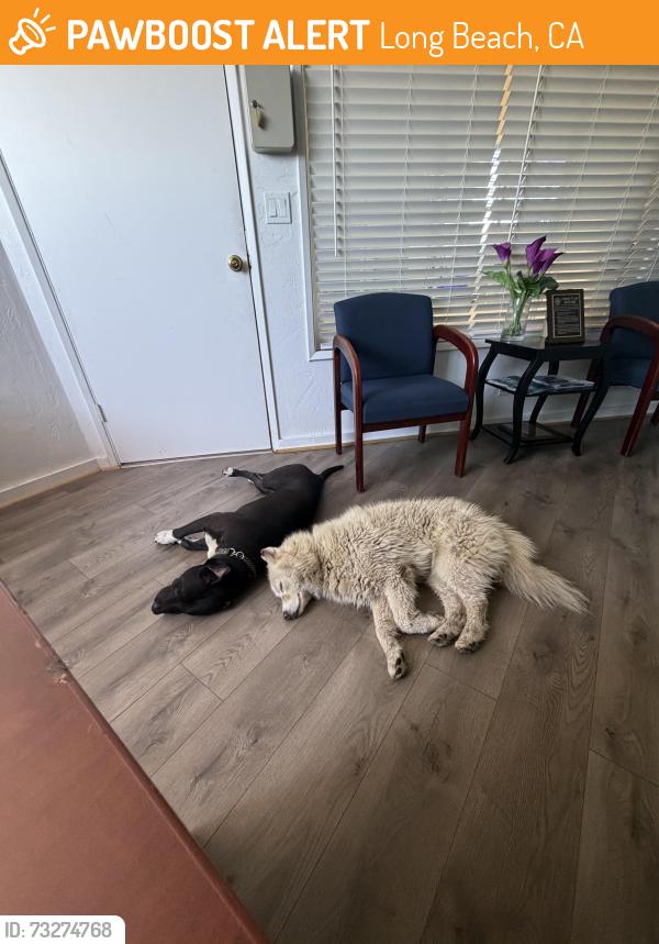 Found/Stray Unknown Dog last seen Shoreline Village, Long Beach, CA 90802