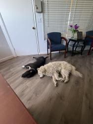 Found/Stray Unknown Dog last seen Shoreline Village, Long Beach, CA 90802