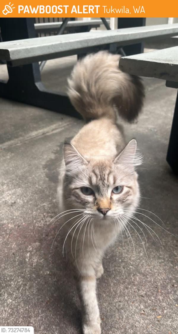 Found/Stray Female Cat last seen Extended Stay Tukwila near 711, Tukwila, WA 98188
