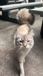 Found/Stray Female Cat last seen Extended Stay Tukwila near 711, Tukwila, WA 98188