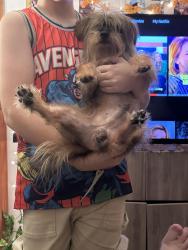 Found/Stray Male Dog last seen Country Lakes, Coconut Creek, FL 33073
