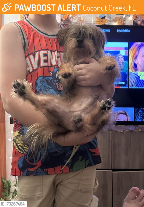 Found/Stray Male Dog last seen Country Lakes, Coconut Creek, FL 33073