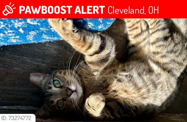 Lost Female Cat last seen Shaker Square Vet escape, Cleveland, OH 44120