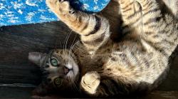 Lost Female Cat last seen Shaker Square Vet escape, Cleveland, OH 44120