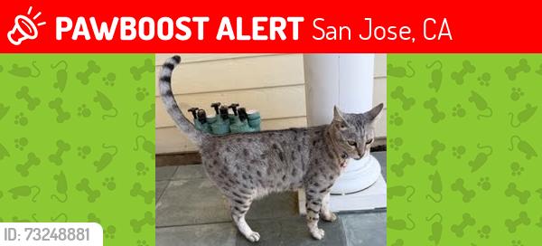Lost Female Cat last seen Jonathan Ave between Lincoln Ct and Malone Rd (Willow Glen), San Jose, CA 95125