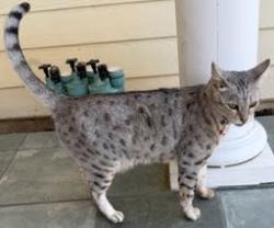 Lost Female Cat last seen Jonathan Ave between Lincoln Ct and Malone Rd (Willow Glen), San Jose, CA 95125