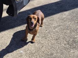 Found/Stray Male Dog last seen Broadway, Houston, TX 77012