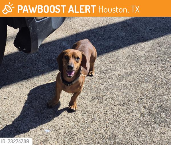 Found/Stray Male Dog last seen Broadway, Houston, TX 77012