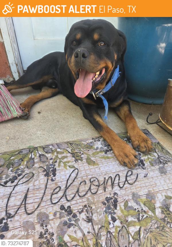 Found/Stray Male Dog last seen By Montana vista, El Paso, TX 79925