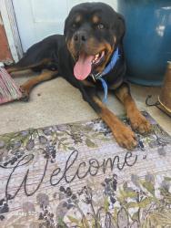Found/Stray Male Dog last seen By Montana vista, El Paso, TX 79925