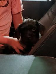 Found/Stray Male Dog last seen Near route 11, Lisbon, OH 44432