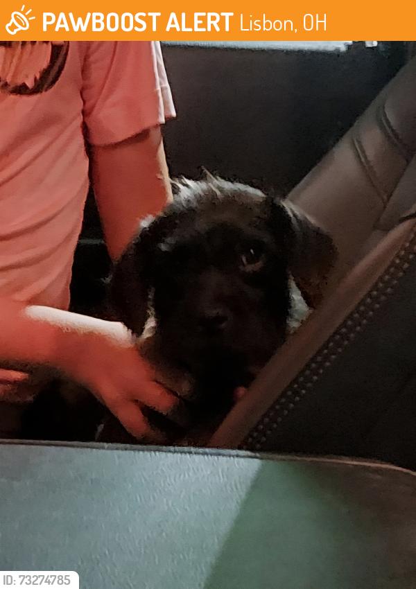 Found/Stray Male Dog last seen Near route 11, Lisbon, OH 44432