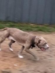 Found/Stray Female Dog last seen Ferris Hill Carpenters park area, Milton, FL 32570