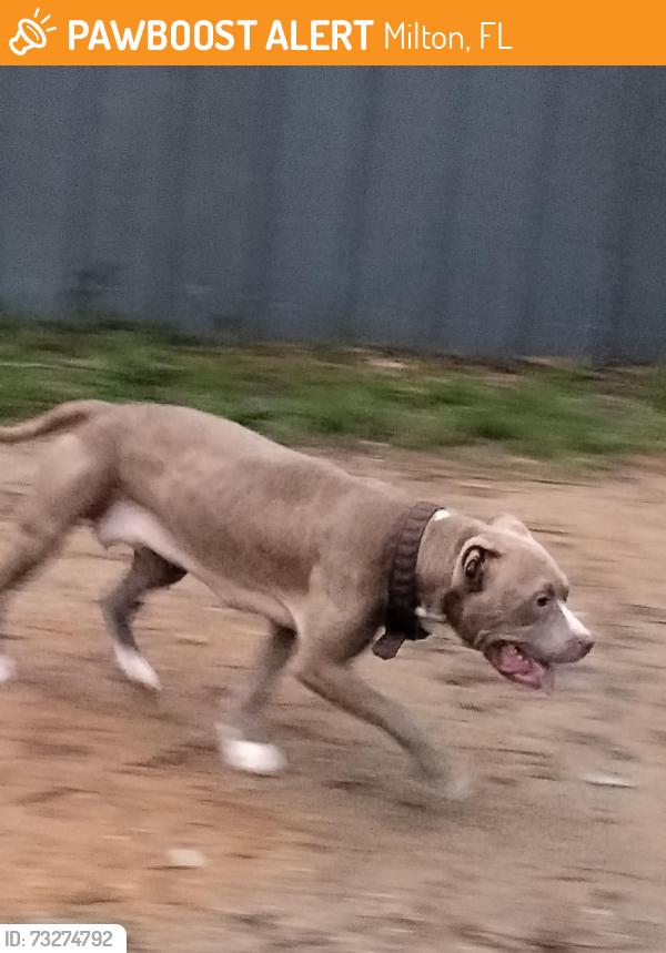 Found/Stray Female Dog last seen Ferris Hill Carpenters park area, Milton, FL 32570