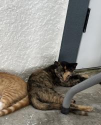 Reunited Female Cat last seen Eden park, Orlando, FL 32810