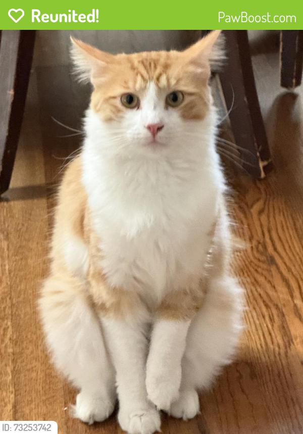 Reunited Male Cat last seen Butler and Richland/Brookhaven, Los Angeles, CA 90064