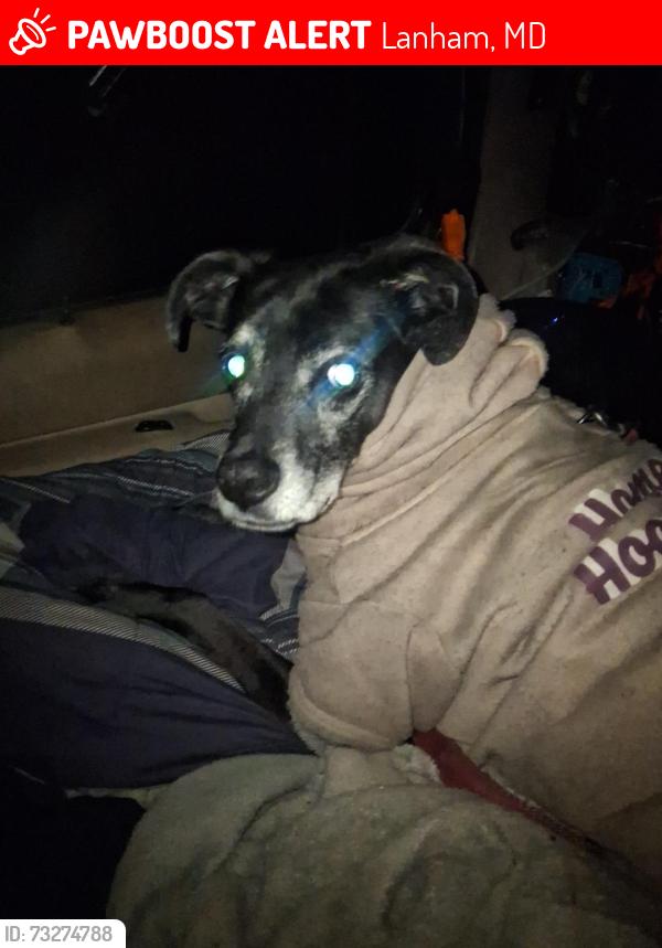Lost Female Dog last seen Enterprise Shopping Center, Lanham, MD 20706