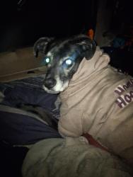 Lost Female Dog last seen Enterprise Shopping Center, Lanham, MD 20706