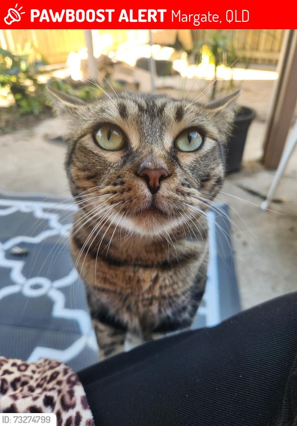 Lost Male Cat last seen Magnolia st,, Margate, QLD 
