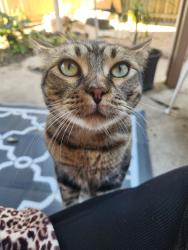 Lost Male Cat last seen Magnolia st,, Margate, QLD 