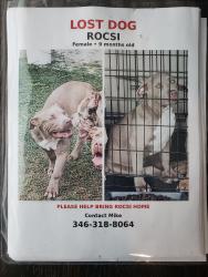 Reunited Female Dog last seen Near Rodeo Dr, Manvel, TX 77578