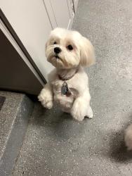 Reunited Female Dog last seen Puerto Vallarta Drive and Camden Avenue, San Jose, CA 95120