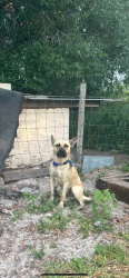 Found/Stray Male Dog last seen Eagle Avenue, Eagle Lake, FL 33839