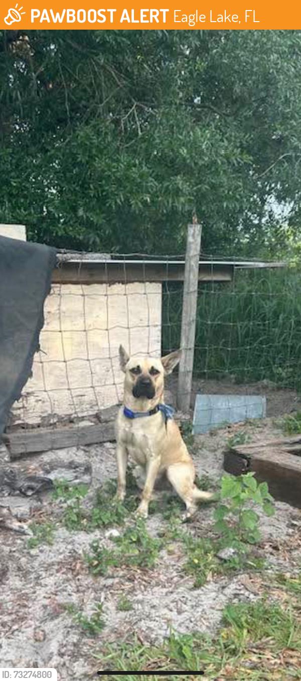 Found/Stray Male Dog last seen Eagle Avenue, Eagle Lake, FL 33839