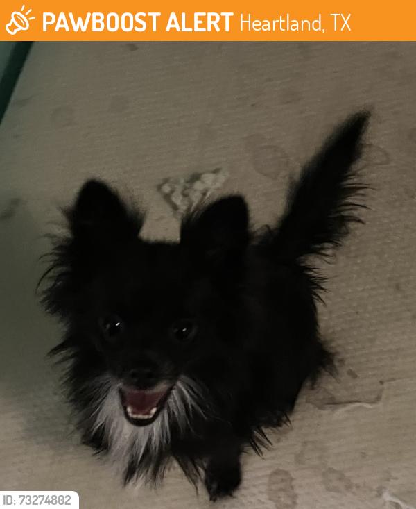 Found/Stray Female Dog last seen Reed and heartland, Heartland, TX 75126