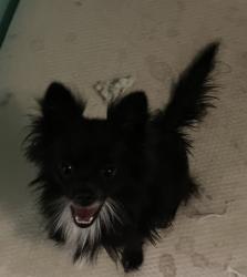 Found/Stray Female Dog last seen Reed and heartland, Heartland, TX 75126