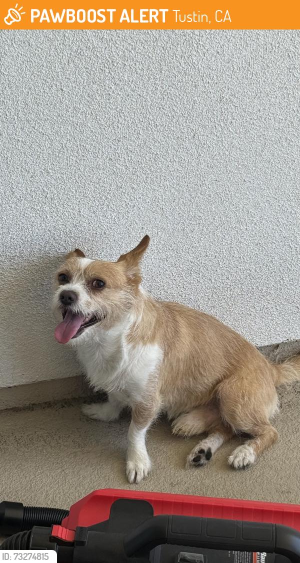 Found/Stray Male Dog last seen Tustin ranch road across from petsmart, Tustin, CA 92780