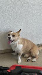 Found/Stray Male Dog last seen Tustin ranch road across from petsmart, Tustin, CA 92780