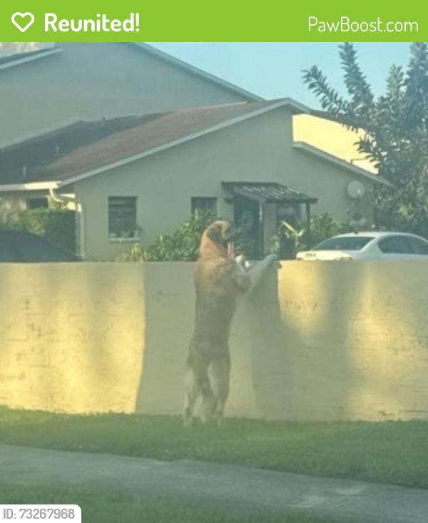 Reunited Unknown Dog last seen 64th Ave and 58th St pinellas park, Pinellas Park, FL 33781