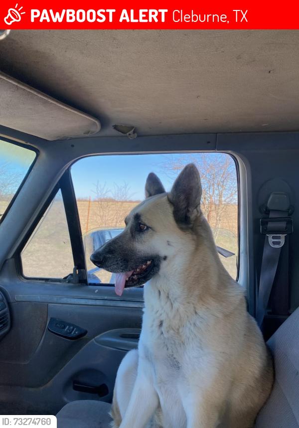 Lost Female Dog last seen Park Rd 21 or FM 1434 or County Rd 1225, Cleburne, TX 76033