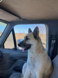 Lost Female Dog last seen Park Rd 21 or FM 1434 or County Rd 1225, Cleburne, TX 76033