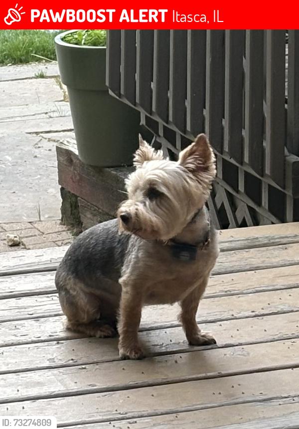 Lost Male Dog last seen Medinah Dr and Rt 53 Medinah woods subdivision, Itasca, IL 60143