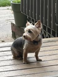 Lost Male Dog last seen Medinah Dr and Rt 53 Medinah woods subdivision, Itasca, IL 60143
