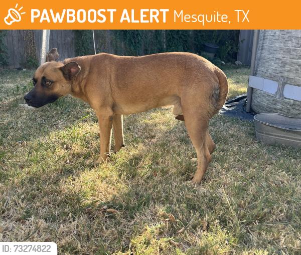 Found/Stray Male Dog last seen Dallas, Mesquite, TX 75149