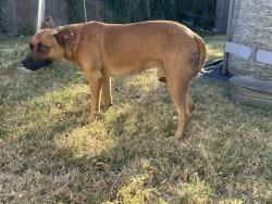 Found/Stray Male Dog last seen Dallas, Mesquite, TX 75149